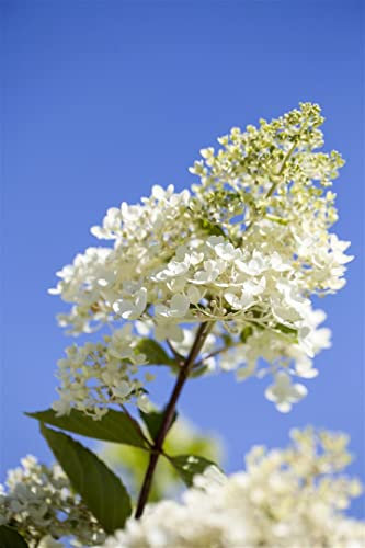 Hydrangea paniculata 'Tardiva' 80-100 cm - Rispenhortensie, weiße Blüten, Blütezeit August-Oktober, ideal für Rabatten, pflegeleicht und winterhart