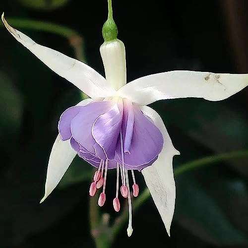 30 Stücke Fuchsien Pflanzen, Fuchsiensamen, Wildflower Summer, Blumen Winterhart (Fuchsia Hybrida) Frühlingsblumen, Balkon Pflanzen Pflanzen Für Draußen Winterhart Geschenke Für Gartenliebhaber