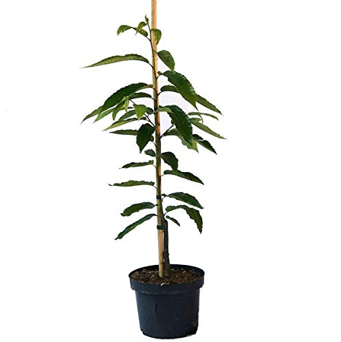 Maraval Esskastanie veredelte Marone große Frucht 40-60 cm 5 Liter Topfballen
