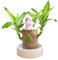 Brasilien Glücksholz Pflanze Set Mini-Pflanze Desktop Pflanzen Brasilianische Holzpflanze Weihnachten Geschenke Brazilian Wood Plant Pflanzenstumpf Brasilianische Holz Hydrokulturpflanze