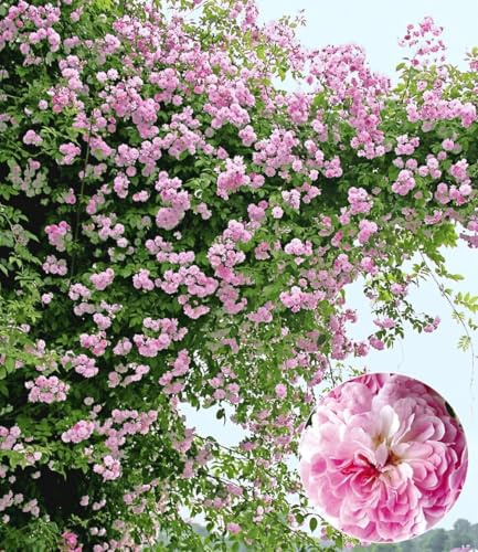BALDUR Garten 2x Rambler-Rosen 'Paul's Himalayan Musk Rambler'