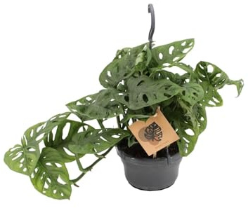 Fensterblatt Monstera Monkey Leaf – Zimmerpflanze – Ø14 cm – Höhe 30 cm – Luftreinigend – Pflegeleicht – Tropischer Indoor-Dschungel