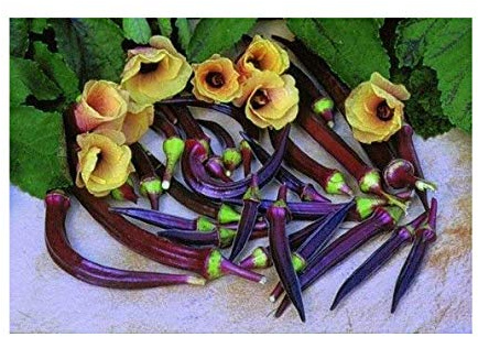 Okra Red Burgundy - 25 Samen