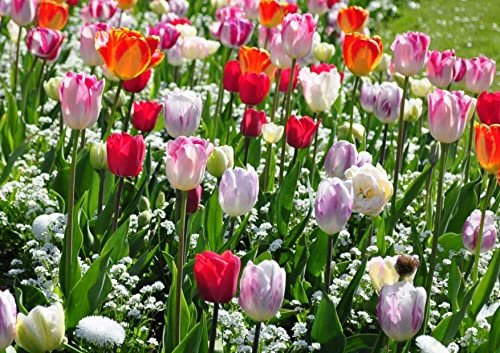 HANSEPUZZLE 105577 - Tulpen Puzzle 130 Teile | Natur Puzzle mit hochwertiger Puzzle Aufbewahrung: Kartonbox und wiederverschließbarem Beutel | Puzzle-Maße: 28,7 x 20 cm