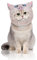 Roffatide Anime Hashibira Inosuke Katze Hut Cosplay Kimetsu no Yaiba Haustier Kostüm Kleiner Hund Oufit Halloween Kitty Kopfbedeckung