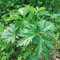 300 Pcs Herzgespann Pflanze Samen - Kräutergarten, Bio Samen Gemüse (Leonurus Japonicus) Bodendecker, Saatgut Wintergemüse Wintergemüse Samen, Kräuterpflanzen Samen Gemüse, Kräutersamen
