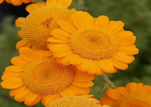 1 Pack of 140 SEEEDS Orange Marguerite Anthemis