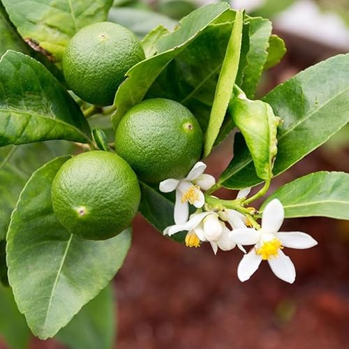 Vivai le Georgiche - Pianta vera di Lime Verde o Limetta - vaso Ø 20 cm