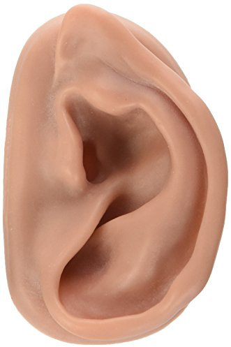 3B Scientific N15/1R Akupunkturmodell für das rechte Ohr