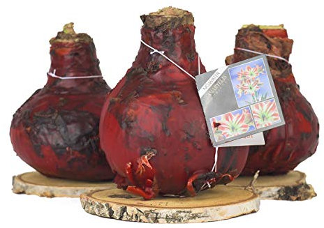 2x Echte Amaryllis gewachst/wax 2x ROT RUSTIKAL auf Baumscheibe Amaryllis Blumenzwiebel - lange haltbar, pflegeleichte mit großer Blüte - Geschenkidee!