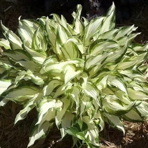 50 Pcs Funkien Hosta Winterhart Samen - Funkien Samen, Blumendeko, Pflanzen Für Sonnige Plätze Funkien Pflanze Samen, Blumensamen Mehrjährig Winterhart, Balkonpflanzen Winterhart Kräuterpflanzen,