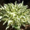 50 Pcs Funkien Hosta Winterhart Samen - Funkien Samen, Blumendeko, Pflanzen Für Sonnige Plätze Funkien Pflanze Samen, Blumensamen Mehrjährig Winterhart, Balkonpflanzen Winterhart Kräuterpflanzen,