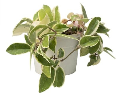 pianta rampicante di Hoya carnosa variegata fiori di cera rosa
