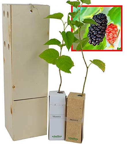 Gelso nero (Morus Nigra) - Albero da frutto rustico ed elegante - Giovane germoglio di 30 cm ricevuto in una scatola di legno riutilizzabile - 2 unità