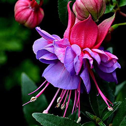 Auleset 100Pcs/Bag Fuchsia Hybrida Seeds, Temperate Beautiful Fast Growing Medium Watering Flower Seeds for Balcony - Seed