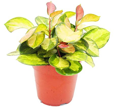 Exotenherz - Planta de interior colgante - Hoya carnosa Lisa - Flor de porcelana de hojas de colores - Flor de cera - Maceta de 12 cm.
