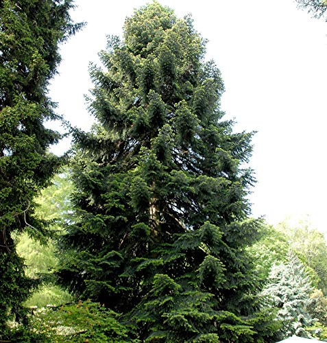 Nordmannstanne 100-125cm - Abies nordmanniana - lebende Gartenpflanze aus den Baumschulen