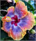 Hibiskuszwiebel, Winterhart Mehrjährighibiskus,BlüHend, Winterharte Stauden，SchöNe Topfpflanze,RiesenblüTen,Schnittblume, GroßE Und Bunte BlüTen,Hibiscus-4zwiebeln-B