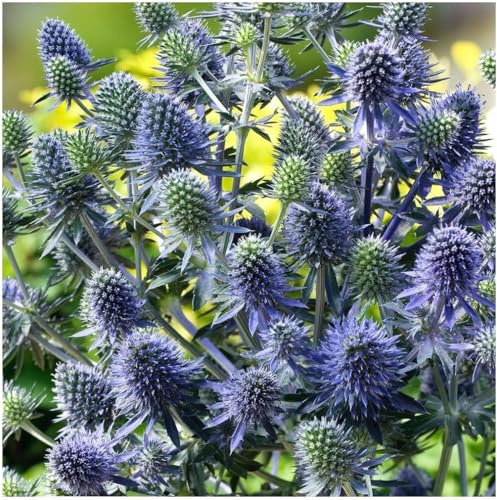 Stauden Gänge 3 x Eryngium planum 'Blue Hobbit' winterhart | Blaue Staude für Sonne, Blüte Juni bis September, mehrjährig, 9x9 cm Topf