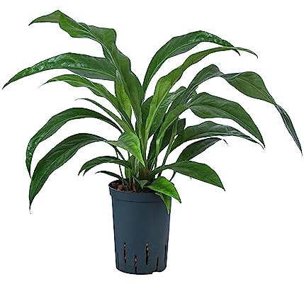 Dehner Blattanthurie Jungle King, in Hydrokultur, Anthurium ellipticum, ca. 45 cm, Ø Topf 15 cm, Zimmerpflanze