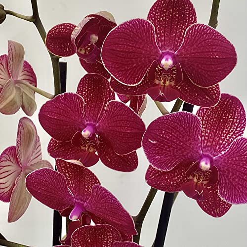 ORQUIDEA PHALAENOPSIS M12 - 2 VARAS, PLANTA DE INTERIOR (Rosa)