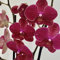 ORQUIDEA PHALAENOPSIS M12 - 2 VARAS, PLANTA DE INTERIOR (Rosa)