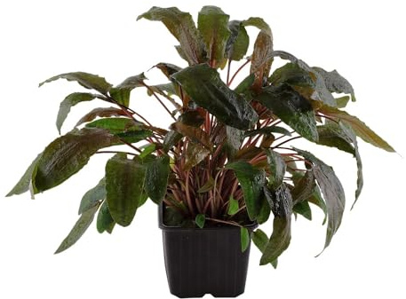 AquaOne Aquarium Pflanzen I Mutterpflanze Cryptocoryne wendtii 'Tropica' XL I Aquarienpflanze Hintergrund Rosette einfach I Aquascaping Dekoration