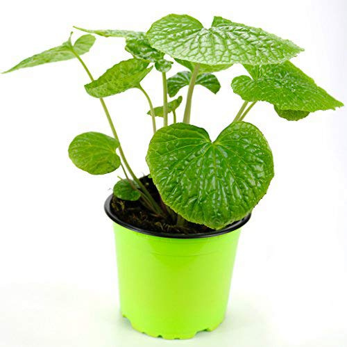 Echte Wasabi Pflanze, Echter Wasabi Winterhart, Japanischer Meerrettich