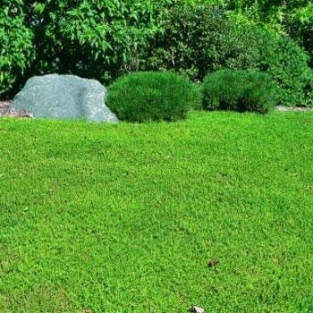 500 Semi di Green Carpet SF168 (Herniaria glabra)