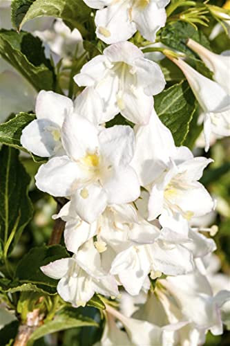 Weigela 'Snowflake' 60-80 cm - Weigelie, weiße Blüten, Blütezeit Mai-Juni, ideal für Hecken und Rabatten, bienenfreundlich, pflegeleicht