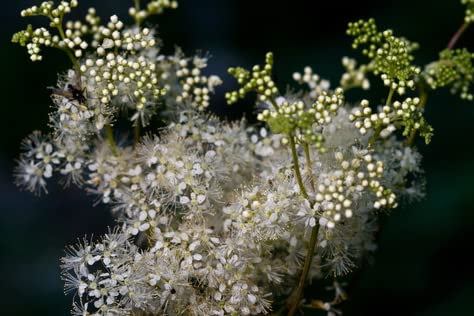 Echtes Mädesüß Filipendula ulmaria 100 Samen