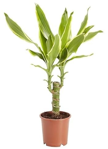Tronco de Brasil Planta Exótica para un Toque Tropical en tu Hogar
