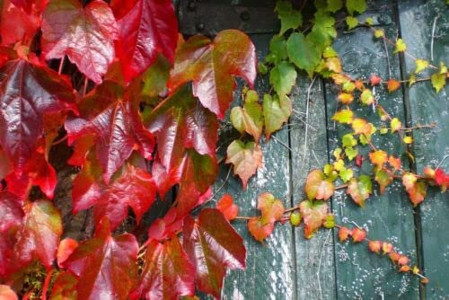 50 Graines Parthenocissus Tricuspidata, Boston Ivy, Japanese Creeper Seeds:Seeds Only