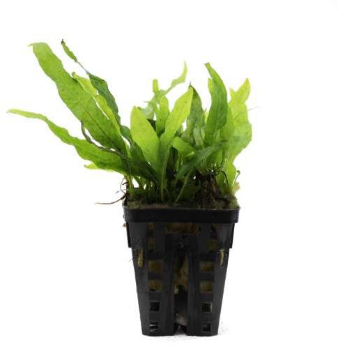 Java Fern Mini - Microsorum Mini - Plantas Naturales para acuarios