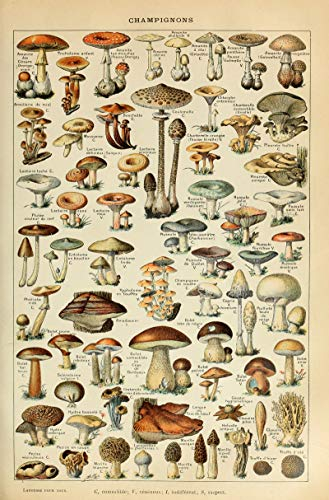 LYBSSG Botanische pädagogische Puzzles, Pilze Champignons 1000 Stück Holzpuzzle für Erwachsene, Kinderzimmer Kinderzimmer Spielzeug