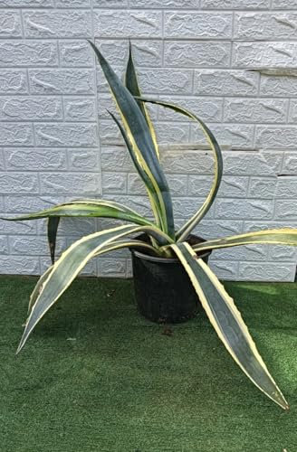 AGAVE AMERICANA VARIEGATA