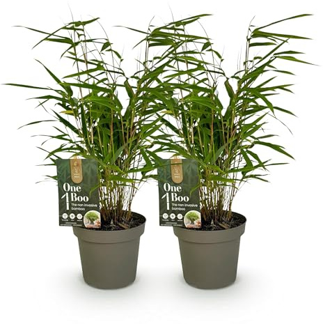 Exotenherz Bambus - Fargesia rufa - Grün - 2er Set 14cm Topf Höhe 35cm
