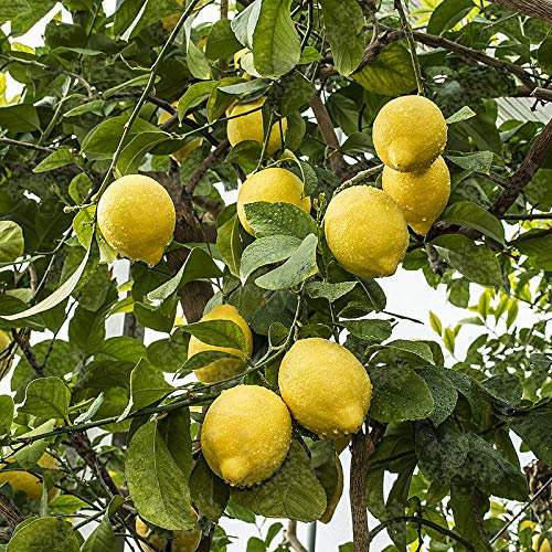 Zitronenbaum Citrus limon 'Eureka' (120-160 cm) – Immergrüner Obstbaum für Balkon, Terrasse & Garten