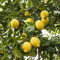 Zitronenbaum Citrus limon 'Eureka' (120-160 cm) – Immergrüner Obstbaum für Balkon, Terrasse & Garten