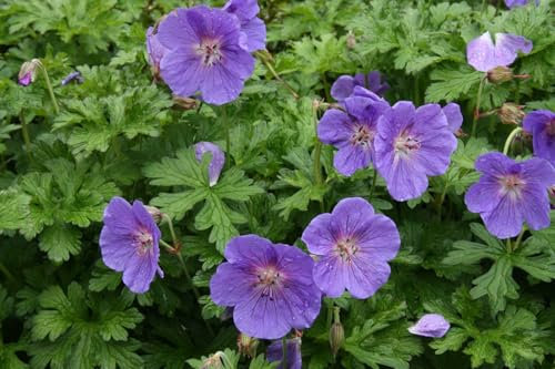 GARTHWAITE NURSERIES® : - Geranium Himalayense Gravetye Blue, 1 Litre Pot, Hardy Summer Perennial Plant