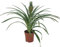 Ananas (Ananas comosus 'Corona') (im 12cm Topf)