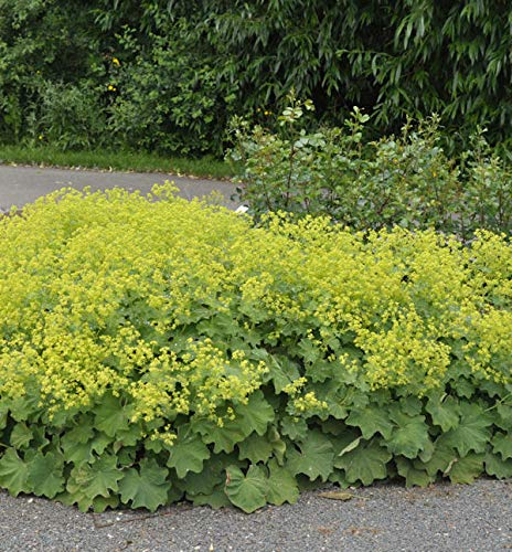 Frauenmantel mollis - Alchemilla mollis - Gartenpflanze