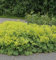 Frauenmantel mollis - Alchemilla mollis - Gartenpflanze