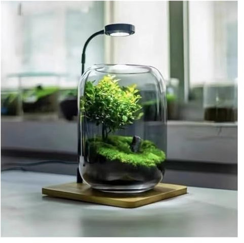 Albero della Vita Pianta Ornamentale Contenitore di vetro LED Set di luce di crescita, con supporto in metallo Base di legno, possibilità di collegare piante artificiali, Adatto per camera da letto, s