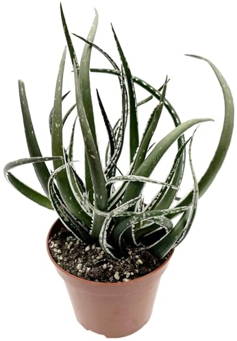 Fangblatt - Aloe 'Maidu' - Elegante Sukkulente im Ø 9 cm Topf - Langlebige und Einfach zu Pflegende Zimmerpflanze - Ideale Luftreiniger