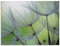 ARTland Wanddeko Wandbild Alu Verbundplatte für Innen & Outdoor Bild 60x45 cm Pusteblumen Natur Botanik Blumen Modern Kunst Abstrakt T5PP