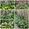 I semi di Hosta sono resistenti semi di varietà antiche, semi Pianta Hosta, Hosta plantaginea, Piante perenni resistenti Piantare fiori da esterno semi di piante esotiche semi 500pcs