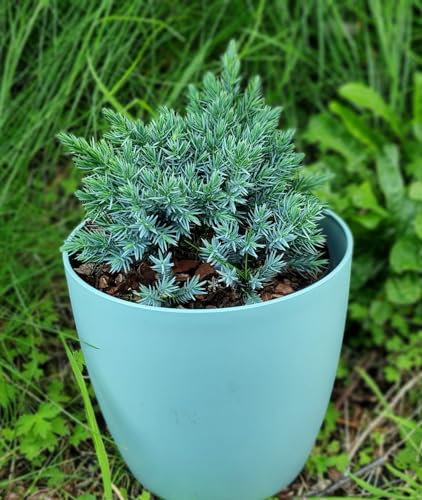 [X1] Juniperus Squamata | Blue Star | Dwarf Conifers | 2ltr Pot