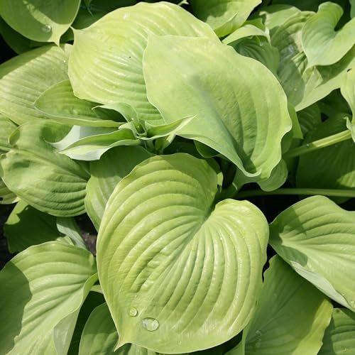 Plant Theory 9cm Pot Hosta Sum and Substance Plantain Lily Perennial