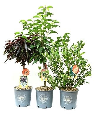 Vannucci Piante - SET di 3 PIANTE DA FRUTTO (CILIEGIO NANO + PESCO NANO + MIRTILLO), Piante vere, Piante da esterno, Piante da balcone